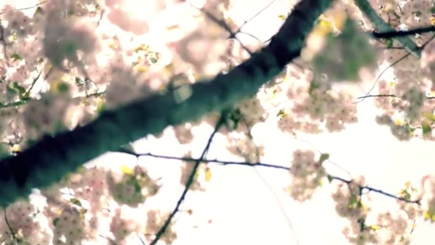 The Electric Soft Parade - Summertime In My Heart